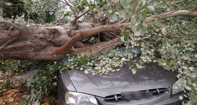 Λήμνος: Δέντρο καταπλάκωσε αυτοκίνητα στο Θάνος λόγω κακοκαιρίας