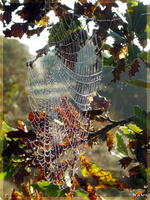 529389 417129948373980 1280630735 n