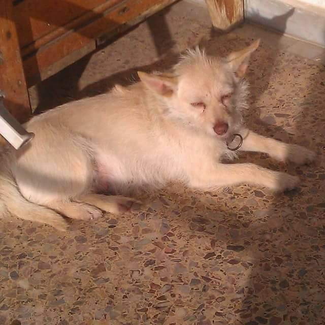 14732394 664171937076474 4110413160588251349 n