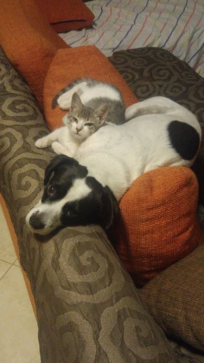 25530078 2000945510142825 1243975771 n