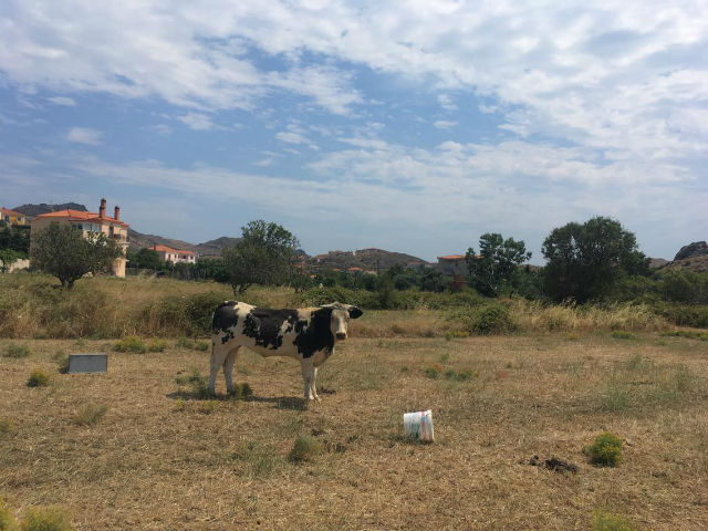 36723818 10155936644064092 5841077405694820352 n