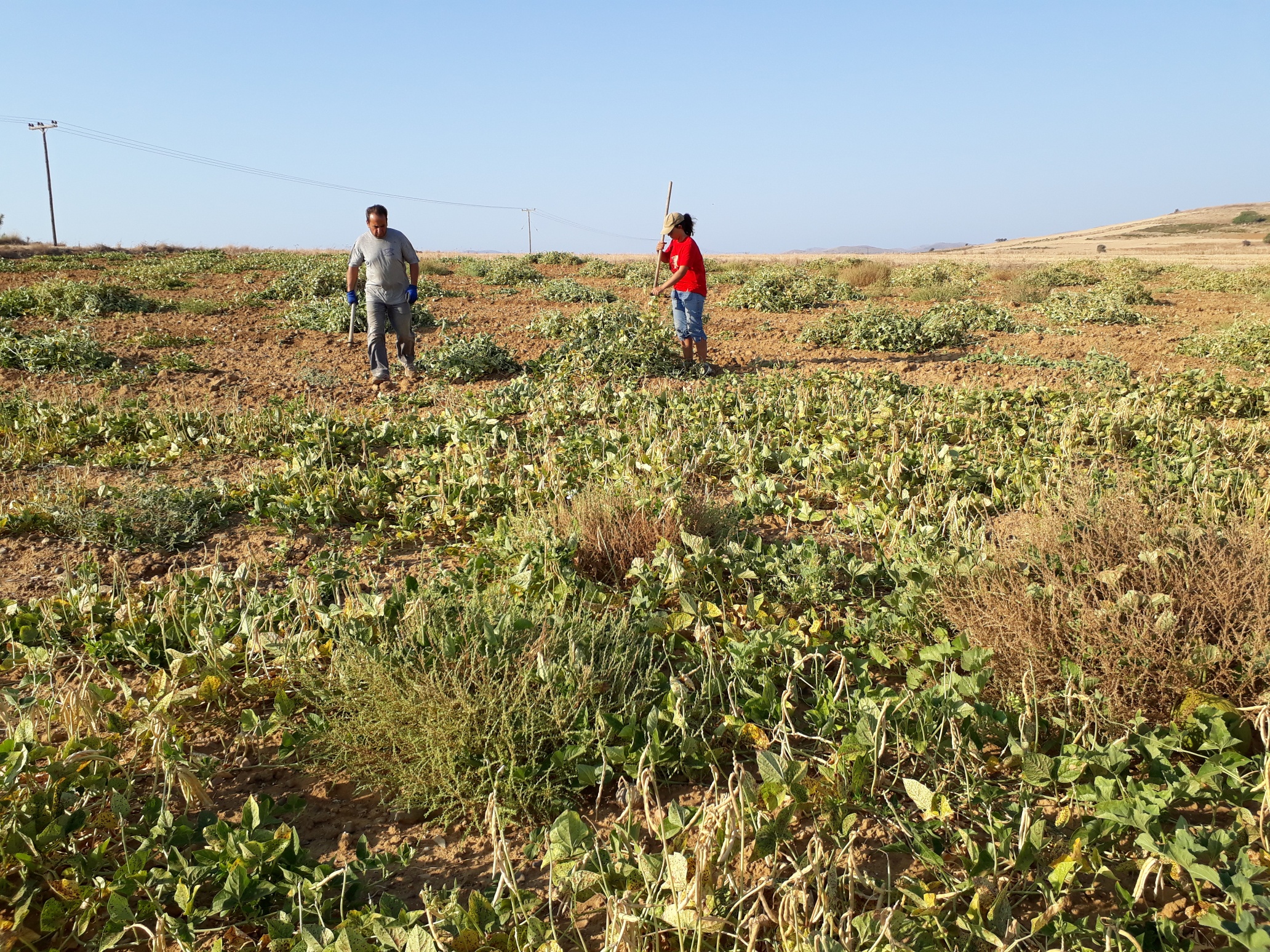 Athina Kavaleri in the field Lemnos Greece Rooted Everyday Mediterranean Food Heroes
