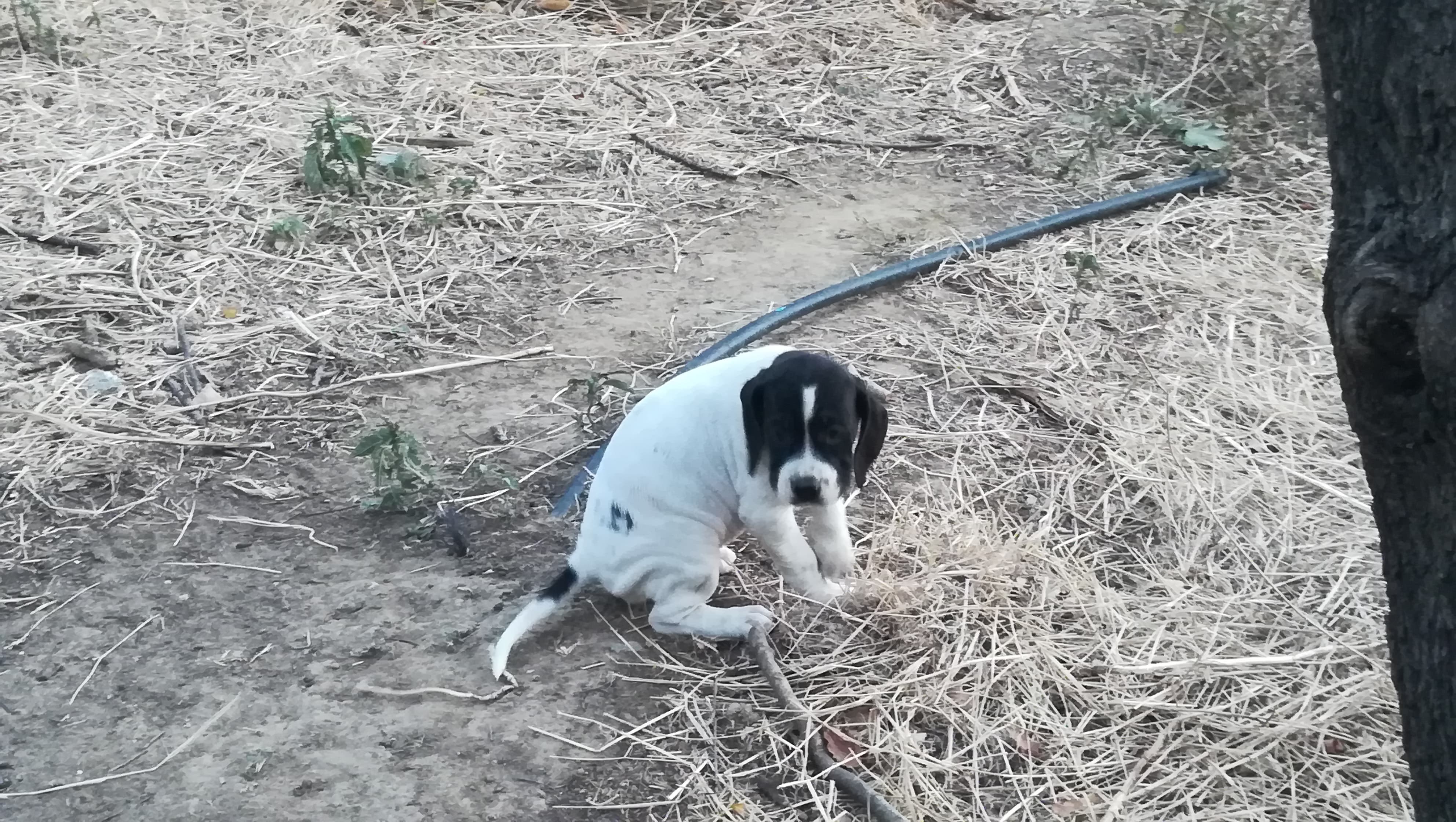 pointer limnos