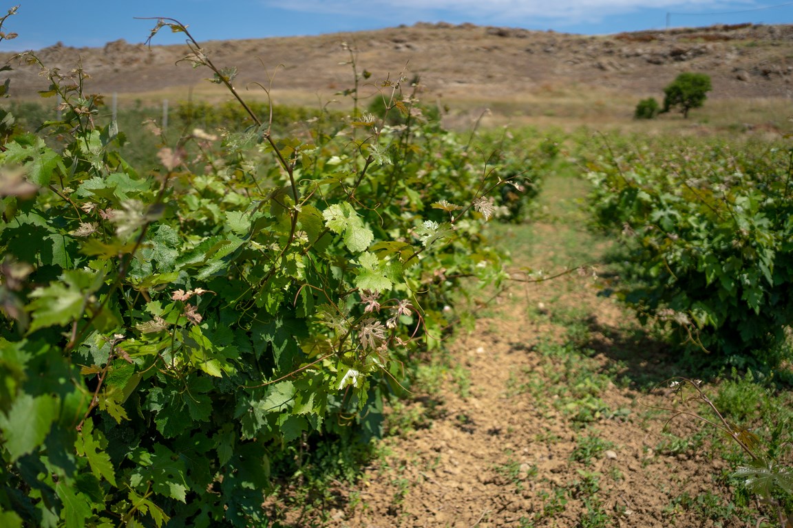 Nikos Karanikolas Lemnos Philema Gkaralis Winery 13