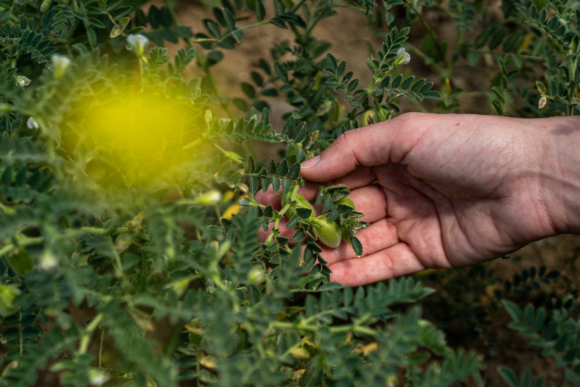 Nikos Karanikolas Lemnos Philema Salamousas Agrifood 5