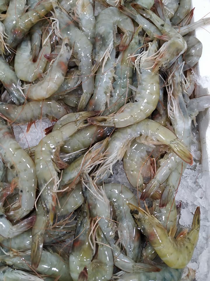 garides 1