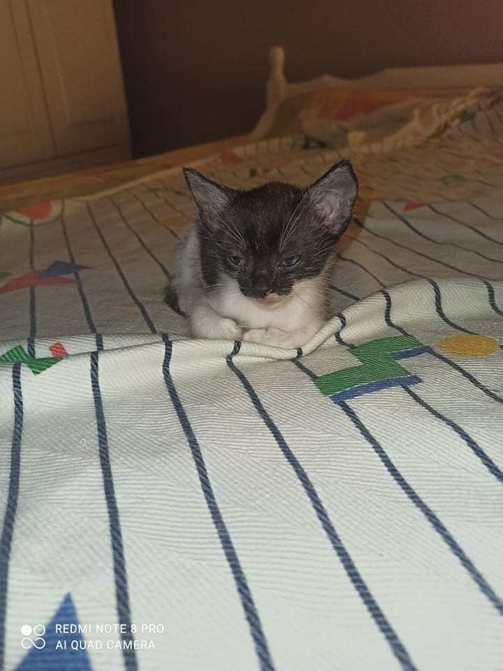 gataki 1