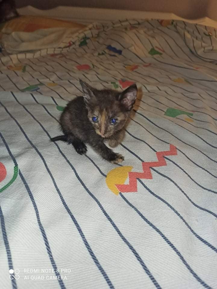 gataki 2