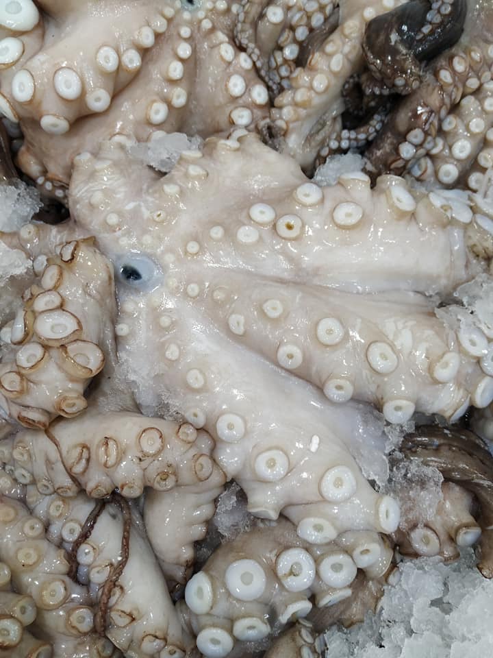 xtapodia