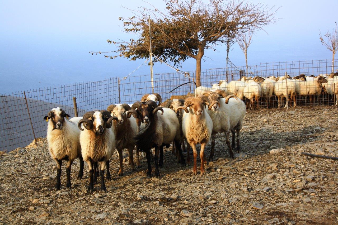 181022 Nasos Karagiannakis Vigla Lemnos 060