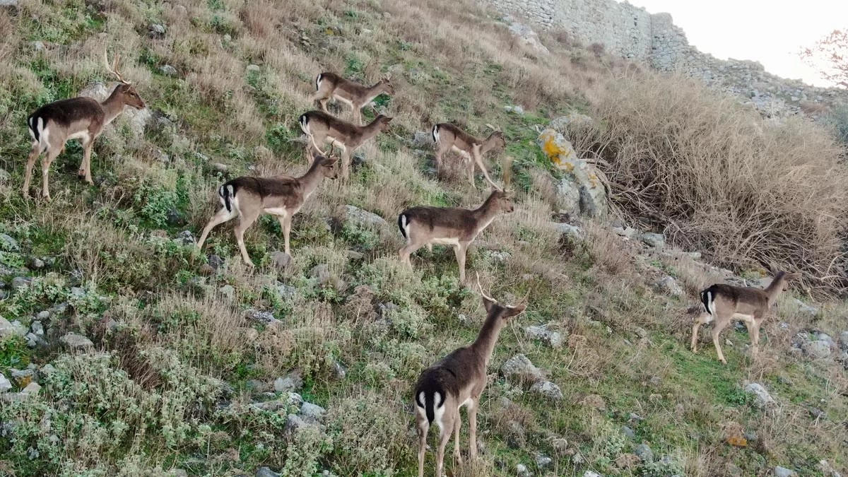 gpLimnos 13 8f781377