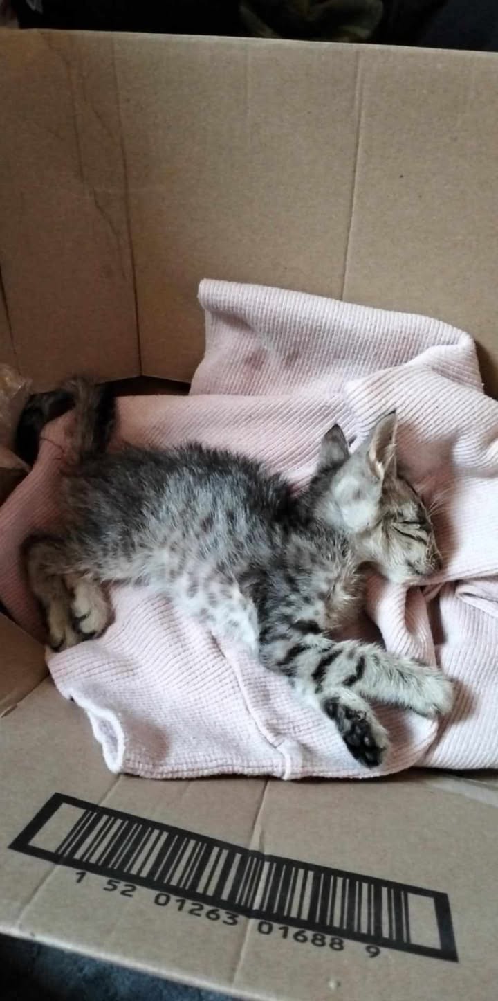 495271026 1384747539451345 5627055587569542988 n