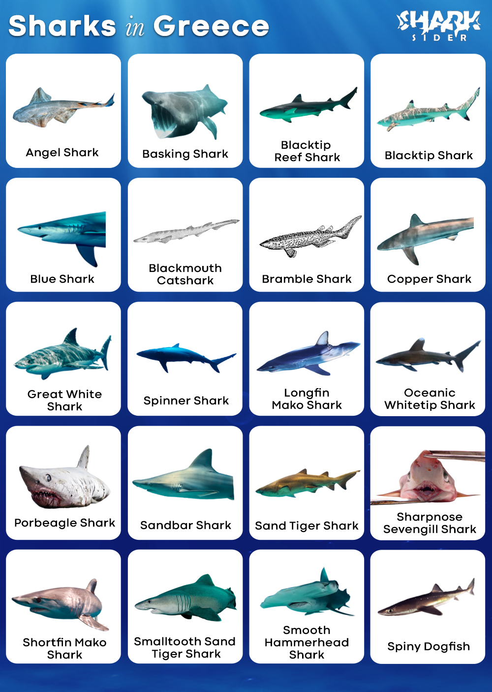 Sharks in Greece