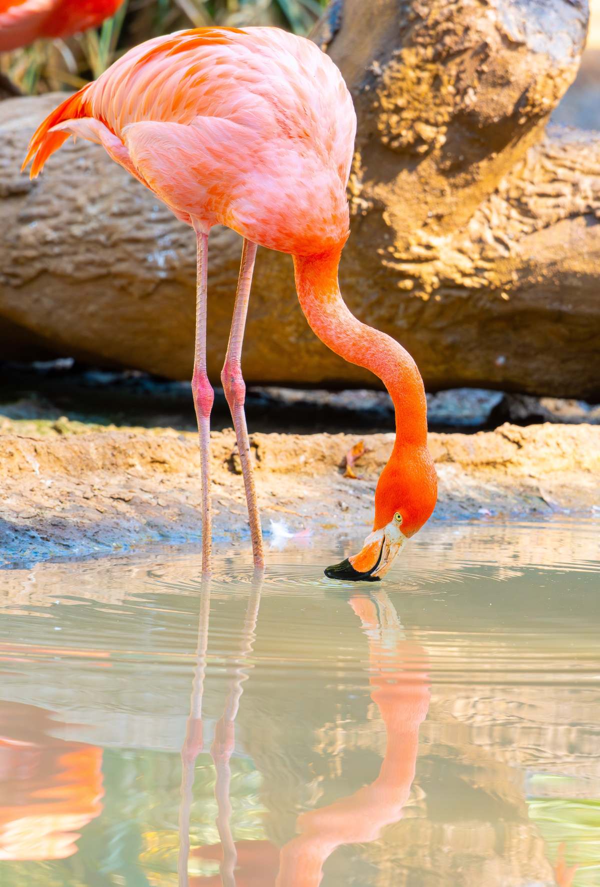 flamingo