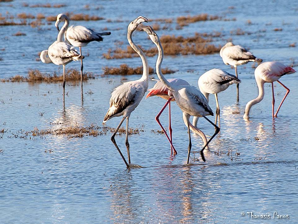 10603137 743627102363821 1772720564 n