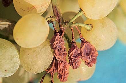 b 2231 peronosporos
