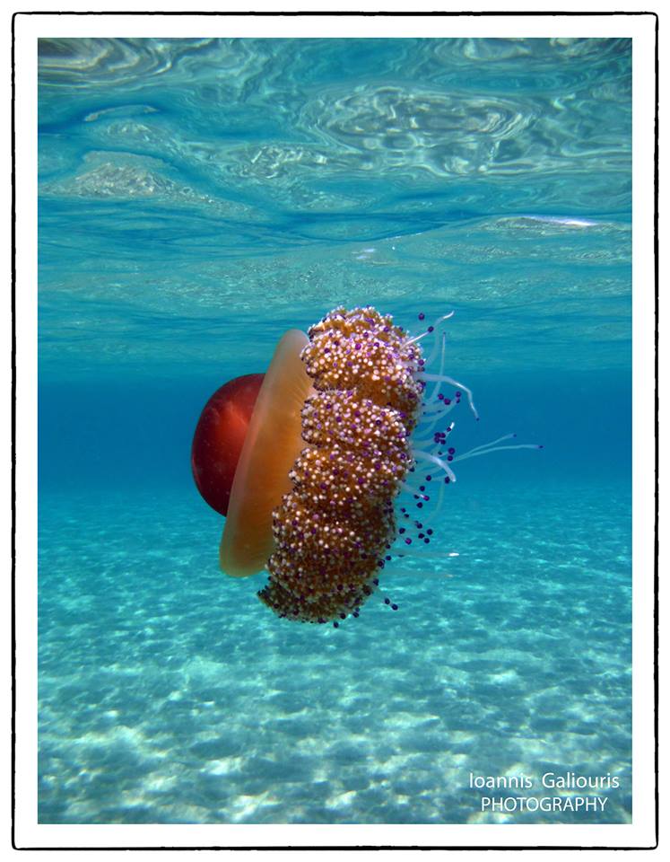 11952002 10204567013081462 6269178144469017087 n