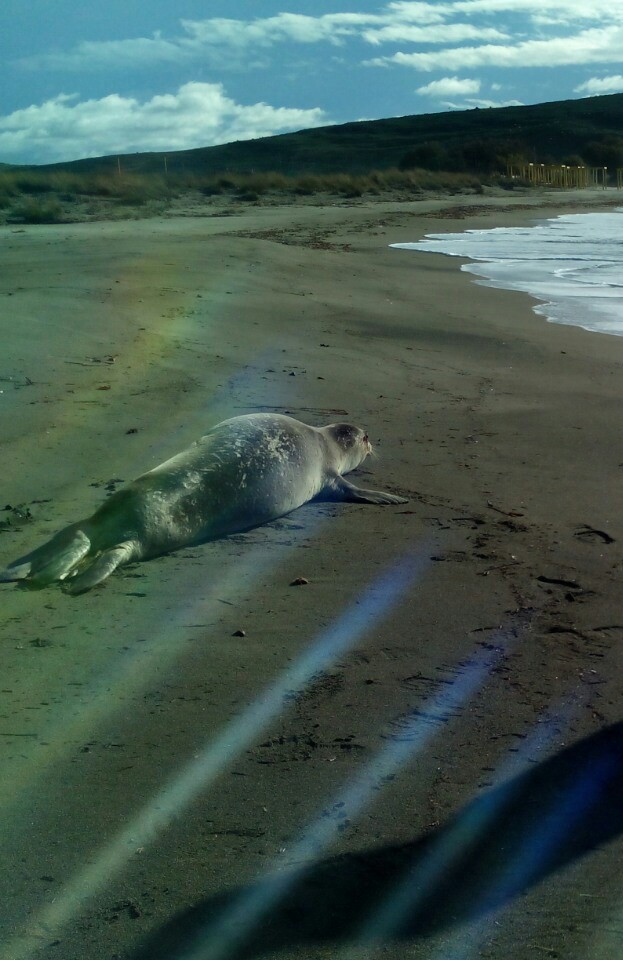 12342508 1656312297986940 7652126445380351642 n