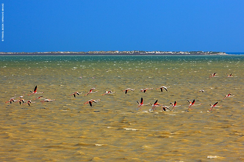 flamingko-alyki-limnos