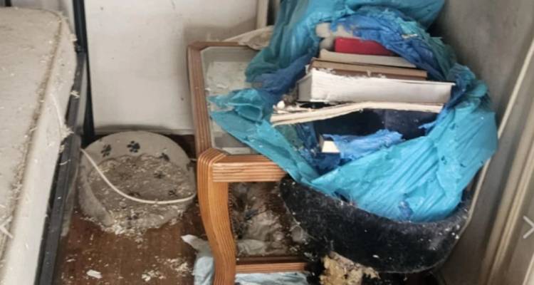 &Sigma;&omicron;&kappa; &sigma;&tau;&alpha; &Epsilon;&xi;ά&rho;&chi;&epsilon;&iota;&alpha;: 66&chi;&rho;&omicron;&nu;&eta; &zeta;&omicron;ύ&sigma;&epsilon; &epsilon;&pi;ί 20 &eta;&mu;έ&rho;&epsilon;&sigmaf; &mu;&epsilon; &tau;&eta; &sigma;&omicron;&rho;ό &tau;&eta;&sigmaf; &mu;&eta;&tau;έ&rho;&alpha;&sigmaf; &tau;&eta;&sigmaf; &kappa;&alpha;&iota; &delta;&epsilon;&kappa;ά&delta;&epsilon;&sigmaf; &gamma;ά&tau;&epsilon;&sigmaf; [&epsilon;&iota;&kappa;ό&nu;&epsilon;&sigmaf;]