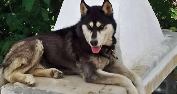 &Alpha;&rho;ά&chi;&omega;&beta;&alpha;: &Alpha;&sigma;&kappa;ή&theta;&eta;&kappa;&epsilon; &pi;&omicron;&iota;&nu;&iota;&kappa;ή &delta;ί&omega;&xi;&eta; &kappa;&alpha;&tau;ά &phi;&upsilon;&sigma;&iota;&kappa;&omicron;ύ &pi;&rho;&omicron;&sigma;ώ&pi;&omicron;&upsilon; &gamma;&iota;&alpha; &tau;&eta;&nu; &upsilon;&pi;ό&theta;&epsilon;&sigma;&eta; Ό&lambda;&iota;&beta;&epsilon;&rho;, &lambda;έ&nu;&epsilon; &omicron;&iota; &delta;&iota;&kappa;&eta;&gamma;ό&rho;&omicron;&iota; &tau;&omega;&nu; &phi;&iota;&lambda;&omicron;&zeta;&omega;&iota;&kappa;ώ&nu;