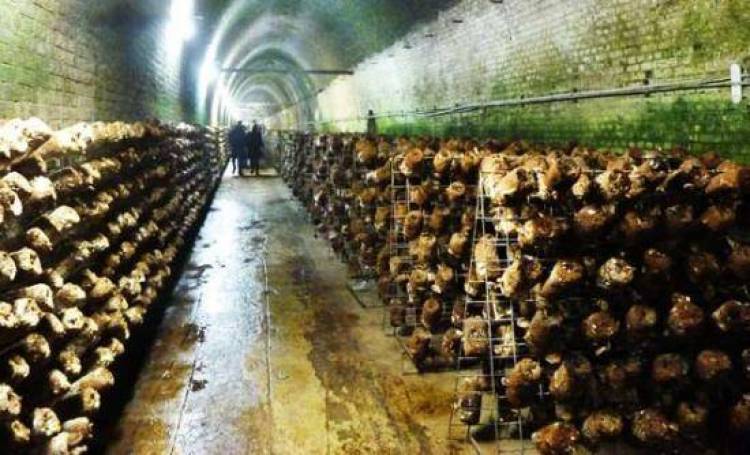 &Sigma;&iota;&delta;&eta;&rho;&omicron;&delta;&rho;&omicron;&mu;&iota;&kappa;ό &tau;&omicron;ύ&nu;&epsilon;&lambda; &gamma;ί&nu;&epsilon;&tau;&alpha;&iota; &phi;&upsilon;&tau;&epsilon;ί&alpha; &mu;&alpha;&nu;&iota;&tau;&alpha;&rho;&iota;ώ&nu;