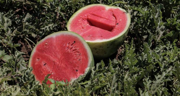 &Omicron;&Pi;&Epsilon;&Kappa;&Epsilon;&Pi;&Epsilon;: &Alpha;&nu;&omicron;&iota;&xi;&epsilon; &eta; &pi;&lambda;&alpha;&tau;&phi;ό&rho;&mu;&alpha; &gamma;&iota;&alpha; &sigma;&tau;ή&rho;&iota;&xi;&eta; &sigma;&epsilon; &theta;&epsilon;&rho;&mu;&omicron;&kappa;&eta;&pi;&iota;&alpha;&kappa;ά &kappa;&eta;&pi;&epsilon;&upsilon;&tau;&iota;&kappa;ά | &Pi;&omicron;&iota;&alpha; &pi;&rho;&omicron;ϊό&nu;&tau;&alpha; &alpha;&phi;&omicron;&rho;ά