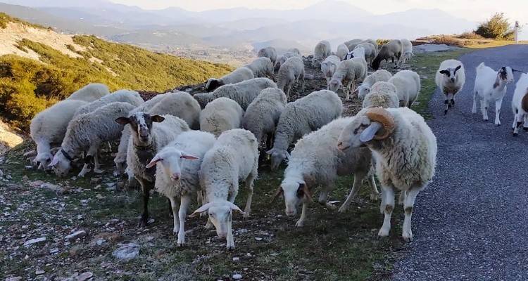 Δωρεάν πρόγραμμα κατάρτισης στην εκτροφή αιγοπροβάτων σε Λήμνο και Ροδόπη