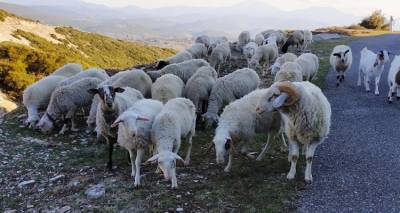 Δωρεάν πρόγραμμα κατάρτισης στην εκτροφή αιγοπροβάτων σε Λήμνο και Ροδόπη