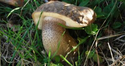 Μανιτάρια της Λήμνου (video)