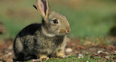 Λήμνος: Δήλωση ζημιών από άγρια κουνέλια σε αμπελοκαλλιέργειες