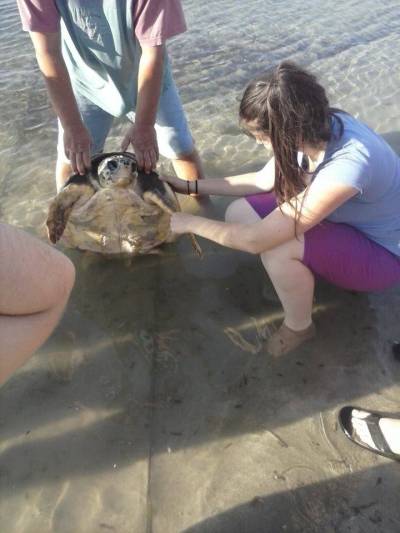Τραυματισμένη θαλάσσια χελώνα στη Λήμνο (photos)