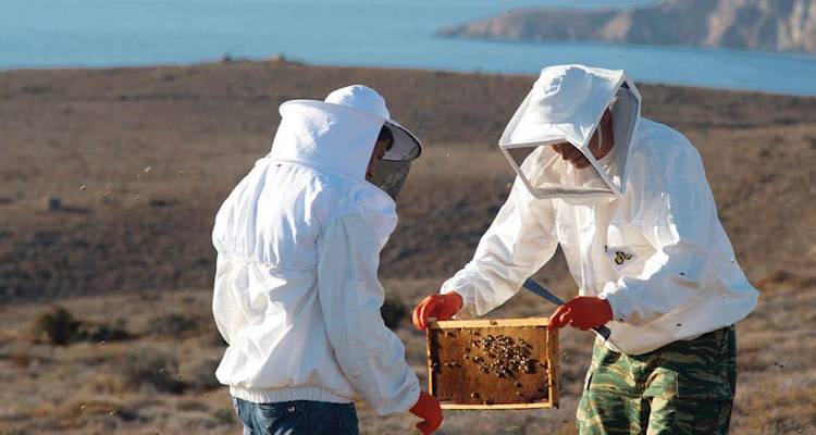 Ο «Γαστρονόμος» παρουσιάζει το Honey Hasapis: «Ένα ακριτικό  θυμαρίσιο μέλι ανώτερο και από το Μανούκα»