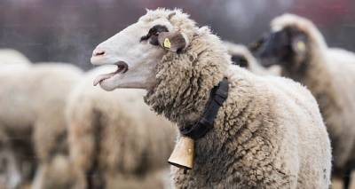 &Lambda;ή&mu;&nu;&omicron;&sigmaf;: &Sigma;&upsilon;&gamma;&kappa;&iota;&nu;&eta;&tau;&iota;&kappa;ή &pi;&rho;&omega;&tau;&omicron;&beta;&omicron;&upsilon;&lambda;ί&alpha; &kappa;&tau;&eta;&nu;&omicron;&tau;&rho;ό&phi;&omega;&nu; | &Delta;ί&nu;&omicron;&upsilon;&nu; &pi;&rho;ό&beta;&alpha;&tau;&alpha; &sigma;&tau;&omicron;&nu; &sigma;&upsilon;&nu;ά&delta;&epsilon;&lambda;&phi;&omicron; &tau;&omicron;&upsilon;&sigmaf; &pi;&omicron;&upsilon; έ&chi;&alpha;&sigma;&epsilon; &tau;&omicron; &kappa;&omicron;&pi;ά&delta;&iota; &tau;&omicron;&upsilon; &lambda;ό&gamma;&omega; &epsilon;&upsilon;&lambda;&omicron;&gamma;&iota;ά&sigmaf;