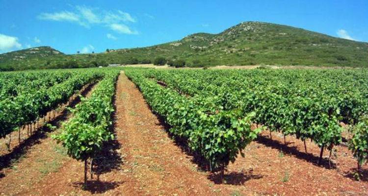 &Lambda;ή&mu;&nu;&omicron;&sigmaf;: &Pi;&rho;ό&gamma;&rho;&alpha;&mu;&mu;&alpha; &alpha;&nu;&alpha;&delta;&iota;ά&rho;&theta;&rho;&omega;&sigma;&eta;&sigmaf; &kappa;&alpha;&iota; &mu;&epsilon;&tau;&alpha;&tau;&rho;&omicron;&pi;ή&sigmaf; &tau;&omega;&nu; &alpha;&mu;&pi;&epsilon;&lambda;ώ&nu;&omega;&nu; &pi;&epsilon;&rho;&iota;ό&delta;&omicron;&upsilon; 2019-  2020