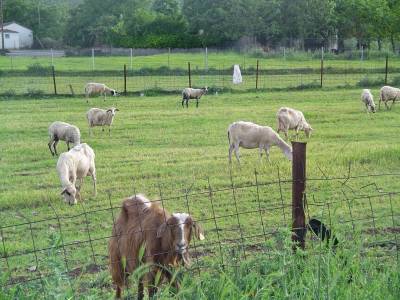 Στο Υπουργείο Αγροτικής Ανάπτυξης το ζήτημα του καταρροϊκού πυρετού των αιγοπροβάτων της Λήμνου