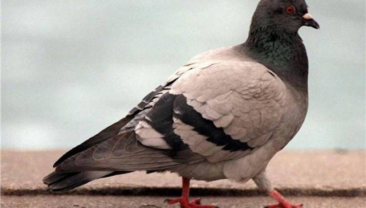 Ανησυχία στη Μόσχα για τα περιστέρια «ζόμπι»