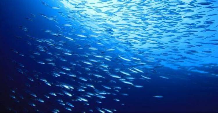 Έως 8 Αυγούστου το Leader Αλιείας Λέσβου και Λήμνου