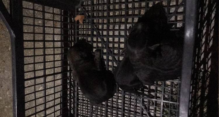 &Kappa;&omicron;&rho;&nu;ό&sigmaf;: &Pi;έ&tau;&alpha;&xi;&alpha;&nu; &nu;&epsilon;&omicron;&gamma;έ&nu;&nu;&eta;&tau;&alpha; &kappa;&omicron;&upsilon;&tau;ά&beta;&iota;&alpha; &sigma;&epsilon; &kappa;ά&delta;&omicron; &sigma;&kappa;&omicron;&upsilon;&pi;&iota;&delta;&iota;ώ&nu;