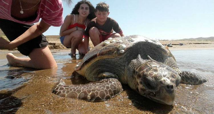 Τραυματισμένη θαλάσσια χελώνα βρέθηκε εχθές στο Γομάτι (photos)