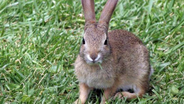 Σήμερα η πρώτη συνεδρίαση της επιτροπής για την αντιμετώπιση των αγριοκούνελων της Λήμνου