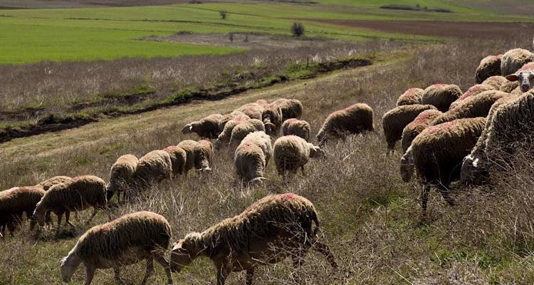 Στάση εργασίας και έντονες αντιδράσεις για τις μετακινήσεις Κτηνιάτρων στη Λήμνο