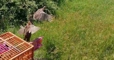 Παρέμβαση της Π.Φ.Π.Ο ανοίγει τη συζήτηση για τις απελευθερώσεις ξενικών ειδών | Επιστολή προς το Υπουργείο Περιβάλλοντος