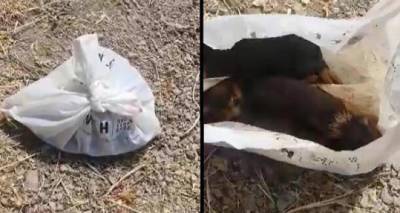 &Lambda;ή&mu;&nu;&omicron;&sigmaf;: &Beta;&rho;έ&theta;&eta;&kappa;&alpha;&nu; &nu;&epsilon;&omicron;&gamma;έ&nu;&nu;&eta;&tau;&alpha; &kappa;&omicron;&upsilon;&tau;ά&beta;&iota;&alpha;, &kappa;&lambda;&epsilon;&iota;&sigma;&mu;έ&nu;&alpha; &sigma;&epsilon; &sigma;&alpha;&kappa;&omicron;ύ&lambda;&alpha;, &nu;&alpha; &omicron;&upsilon;&rho;&lambda;&iota;ά&zeta;&omicron;&upsilon;&nu;