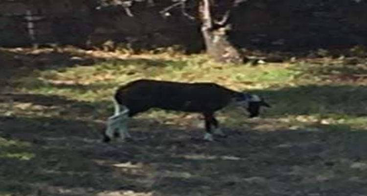 &Beta;&rho;έ&theta;&eta;&kappa;&epsilon; &pi;&rho;ό&beta;&alpha;&tau;&omicron; &sigma;&tau;&eta;&nu; &pi;&epsilon;&rho;&iota;&omicron;&chi;ή &Alpha;&mu;&upsilon;&gamma;&delta;&alpha;&lambda;&iota;έ&sigmaf;