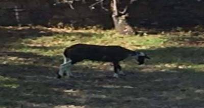 &Beta;&rho;έ&theta;&eta;&kappa;&epsilon; &pi;&rho;ό&beta;&alpha;&tau;&omicron; &sigma;&tau;&eta;&nu; &pi;&epsilon;&rho;&iota;&omicron;&chi;ή &Alpha;&mu;&upsilon;&gamma;&delta;&alpha;&lambda;&iota;έ&sigmaf;