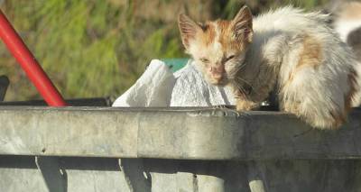 &Phi;&iota;&lambda;&omicron;&zeta;&omega;&iota;&kappa;ό&sigmaf; &Sigma;ύ&lambda;&lambda;&omicron;&gamma;&omicron;&sigmaf; &Lambda;ή&mu;&nu;&omicron;&upsilon;: &laquo;&Epsilon;&nu; &alpha;&nu;&alpha;&mu;&omicron;&nu;ή &tau;&eta;&sigmaf; &alpha;&delta;&epsilon;&iota;&delta;ό&tau;&eta;&sigma;&eta;&sigmaf; &tau;&omicron;&upsilon; &delta;&eta;&mu;&omicron;&tau;&iota;&kappa;&omicron;ύ &kappa;&tau;&eta;&nu;&iota;&alpha;&tau;&rho;&epsilon;ί&omicron;&upsilon;&raquo;