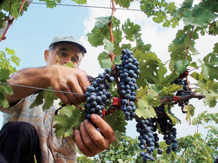 Άνοιξε ο δρόμος για Οργανώσεις Παραγωγών στα αμπελοοινικά