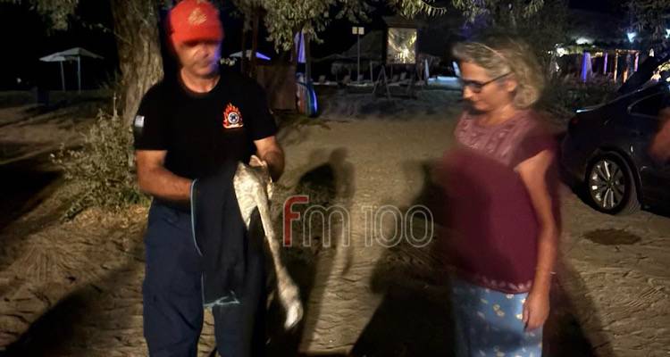 Η Πυροσβεστική Λήμνου διέσωσε και παρέδωσε στη Φιλοζωική τραυματισμένο φλαμίνγκο
