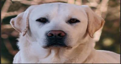 Βρέθηκε οικογένεια από τη Λήμνο για τα 2 Λαμπραντόρ